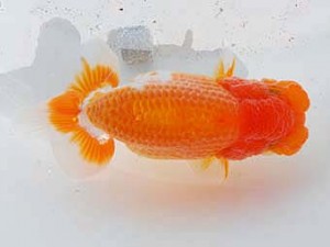 錦蘭会 西関脇　小林保治　堺