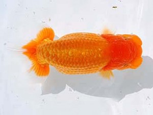 錦蘭会 東小結　中越　修　吹田