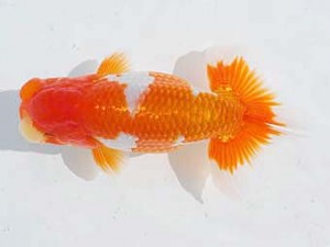 錦蘭会 西小結　八杉健次　広島