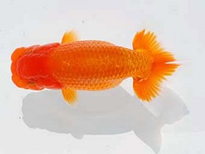 錦蘭会　東大関　植松　啓　新宮