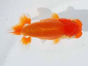 錦蘭会 勧進元一　西村英也　大阪