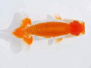 錦蘭会 勧進元二　尾崎　謙　倉敷