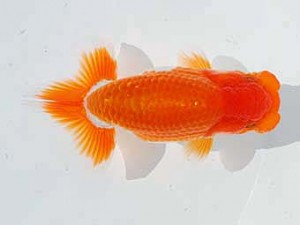 錦蘭会 行司一　橋村健太　呉