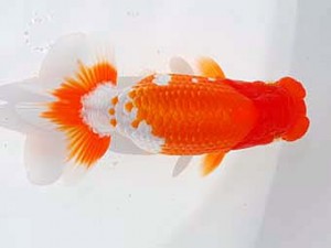 錦蘭会 行司二　梁原隆夫　倉敷