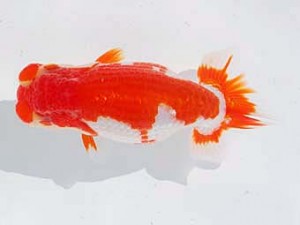 錦蘭会 脇行司二　辻　俊秋　和歌山