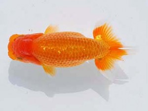 錦蘭会 脇行司一　西口武志　羽曳野