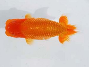 錦蘭会　西大関　川村和己　高知