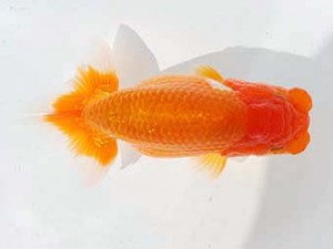 錦蘭会　東取締　藤野　武　高松