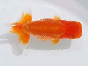 錦蘭会　西取締　原田和彦　倉敷