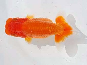 錦蘭会 東関脇　篠原勝志　守口