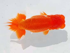 錦蘭会 東小結　濱田英明　那智勝浦