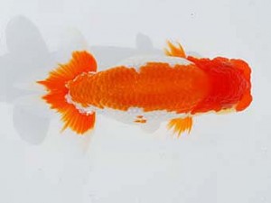 錦蘭会 西小結　胡本佳孝　岡山