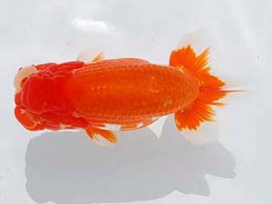 錦蘭会　東大関　山下康孝　高松