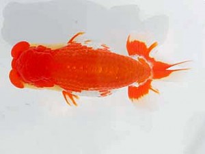 錦蘭会　西大関　山下康孝　高松