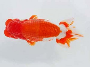 錦蘭会　立行司　山下康孝　高松