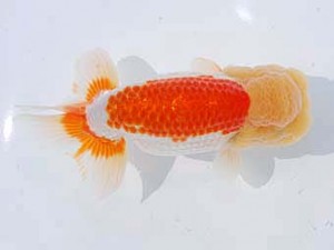 錦蘭会　東取締　大西昌典　京都