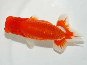 錦友会　東大関　鈴木克己　浜松市