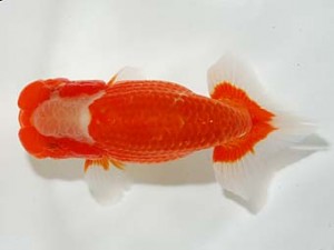 錦友会 勧進元一　吉村友良　富士市