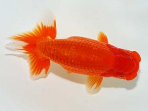 錦友会 勧進元二　鈴木克己　浜松市