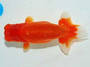 錦友会 行司一　鈴木克己　浜松市