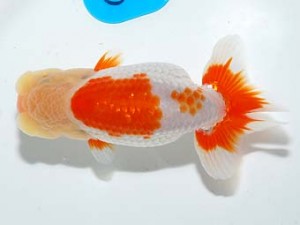 錦友会　行司二　河内広明　磐田市