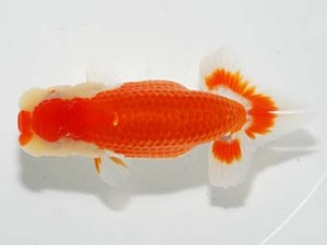 錦友会　行司三　河内恵子　磐田市