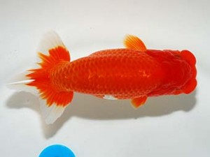 錦友会　脇行司一　根木清次　浜松市