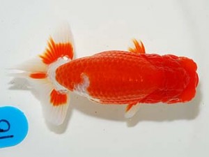 錦友会　脇行司二　山下滋可　磐田市