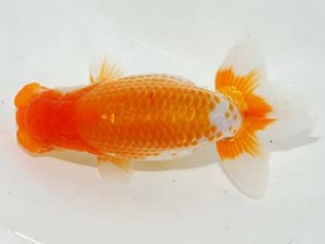 錦友会　西大関　安藤　寛　浜松市