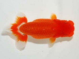 錦友会　立行司　河内恵子　磐田市