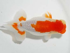 錦友会　取締一　安藤　寛　浜松市