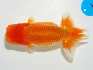 錦友会　取締二　曽根　修　島田市
