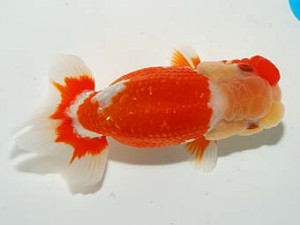 錦友会 東関脇　影山　繁　沼津市