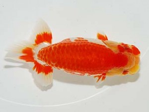 錦友会 東小結　川口久男　駿東郡