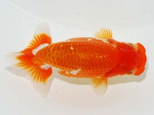 錦友会 西小結　茂木　彰  湖西市