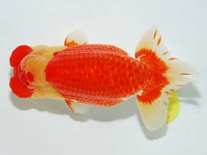 錦友会　松本利次　浜松市