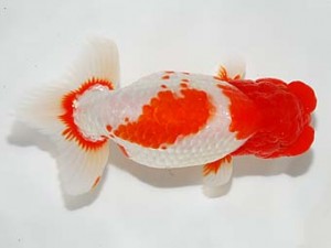 錦友会　西大関　清田良也　豊橋市