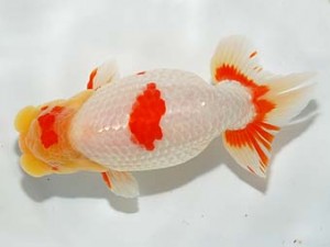 錦友会　立行司　吉村友良　富士市