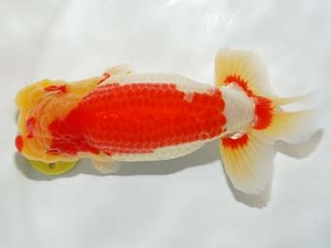 錦友会　取締一　田中康浩　豊橋市