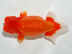 錦友会　取締二　吉村友良　富士市