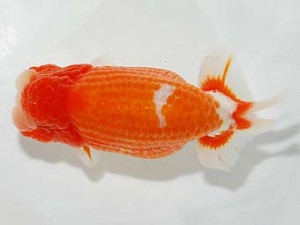 錦友会　杉浦　智　浜松市