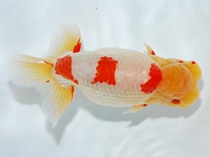 錦友会　西大関　田中康浩　豊橋市