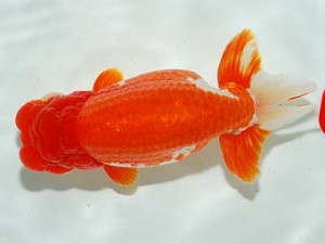 錦友会　立行司　村上誠明　静岡市