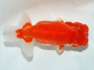 錦友会　取締一　鎌田俊巳　磐田市