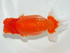 錦友会　取締二　鈴木和男　浜松市