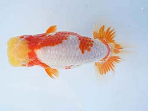 紀州らんちゅう同好会　西大関　濱田英明　那智勝浦町