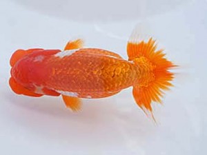 紀州らんちゅう同好会　立行司　森川隆司　熊野市