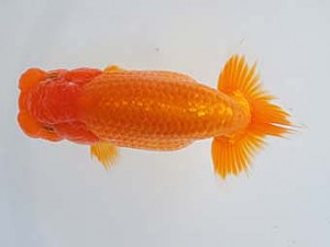 紀州らんちゅう同好会　東取締　中村和明　那智勝浦町