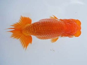 紀州らんちゅう同好会　西取締　濱田英明　那智勝浦町