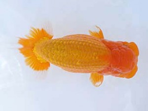 紀州らんちゅう同好会　東大関　宮戸正輝　新宮市